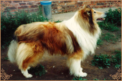 Arranbrook Mr Chips of Aberhill, Crufts Winners