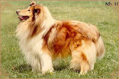 Arranbrook Mr Chips of Aberhill, Crufts Winners