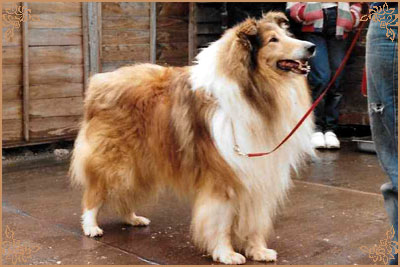 Arranbrook Mr Chips of Aberhill, Crufts Winners