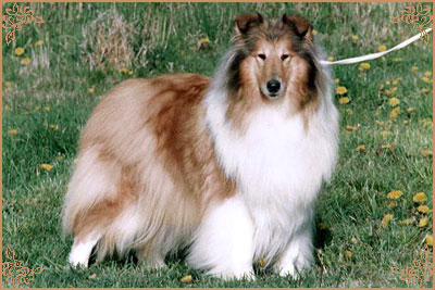 Arranbrook Sugar N`Spice at Rixown Arranbrook Sugar N`Spice at Rixown, Crufts Winners