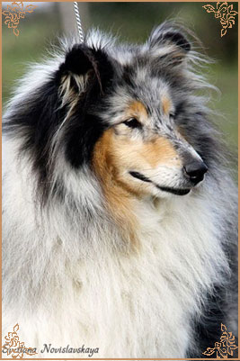 Arwen du Clos des Duchesses