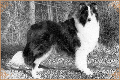 Beaulah`s Blanco-Y-Negro Beaulah`s Blanco-Y-Negro, Crufts Winners