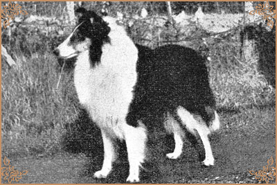 Beulah`s Blanco-Y-Negro, Crufts Winners