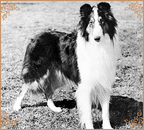 Beulah`s Blanco-Y-Negro, Crufts Winners