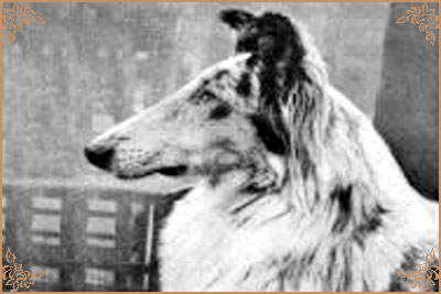 Beulah`s Silver Mantilla