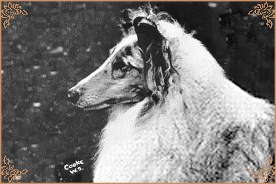 Beulah`s Silver Medialuna, Crufts Winners