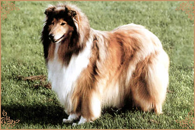 Bhyllsacre Golden Gem, Crufts Winners