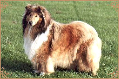 Bhyllsacre Golden Gem, Crufts Winners