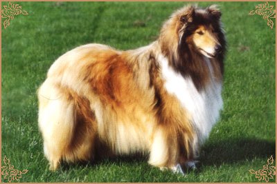 Bhyllsacre Golden Gem, Crufts Winners