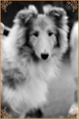 Bhyllsacre Querida Mia, Crufts Winners