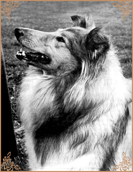 Bhyllsacre Querida Mia, Crufts Winners
