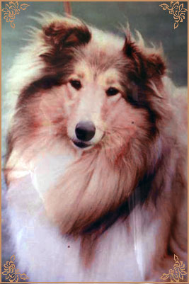 Bhyllsacre Querida Mia, Crufts Winners