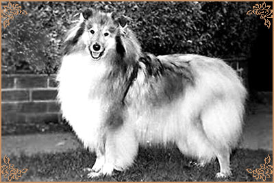 Bhyllsacre Querida Mia, Crufts Winners