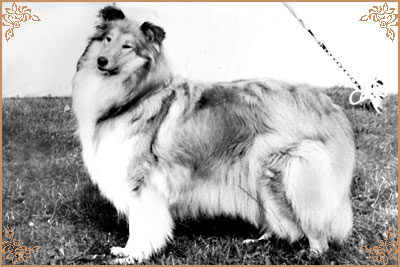 Bhyllsacre Querida Mia Bhyllsacre Querida Mia, Crufts Winners