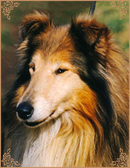 Bhyllsacre Querida Mia, Crufts Winners