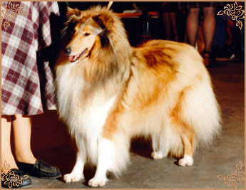 Bhyllsacre Querida Mia, Crufts Winners