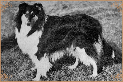 Bilbar Andromeda of Temaur Bilbar Andromeda of Temaur, Crufts Winners
