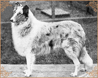 Bluette of Waldemar