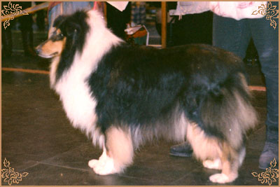 Brilyn Black Pearl at Westoak Brilyn Black Pearl at Westoak