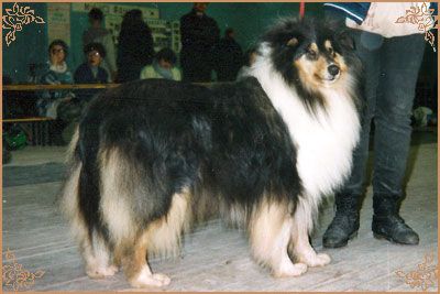 Brilyn Black Pearl at Westoak Brilyn Black Pearl at Westoak