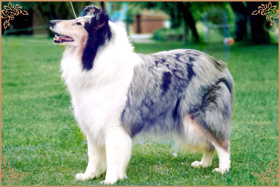 Bririch Blue Yvette Bririch Blue Yvette, Crufts Winners