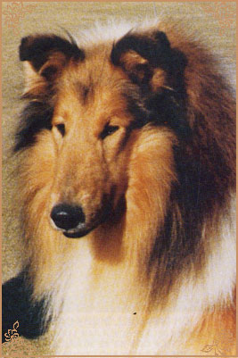 Bririch Gold Emblem, Crufts Winners