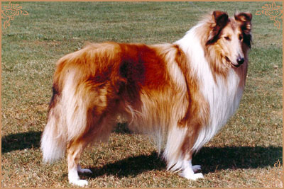 Bririch Gold Emblem Bririch Gold Emblem, Crufts Winners