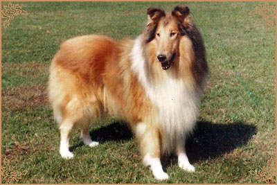 Bririch Gold Emblem, Crufts Winners