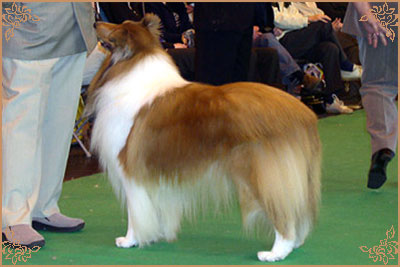 Brooklynson From Rio, Crufts Winners