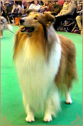 Brooklynson From Rio, Crufts Winners