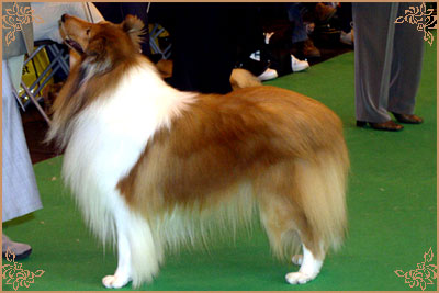 Brooklynson From Rio, Crufts Winners