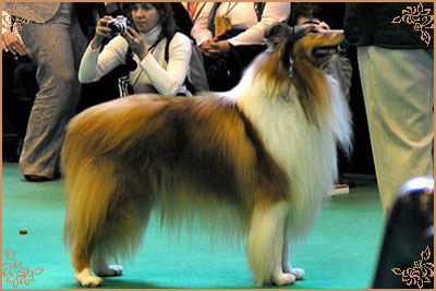 Brooklynson From Rio, Crufts Winners