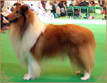 Brooklynson From Rio, Crufts Winners