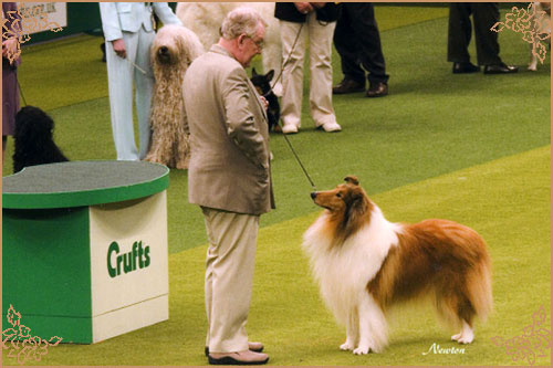 Brooklynson From Rio, Crufts Winners