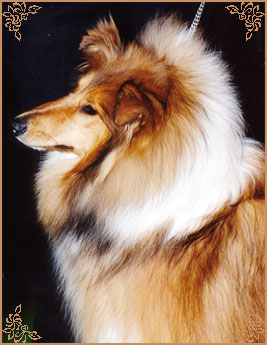 Brooklynson Golden Fashion, Crufts Winners