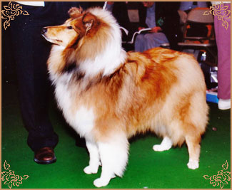 Brooklynson Golden Fashion, Crufts Winners