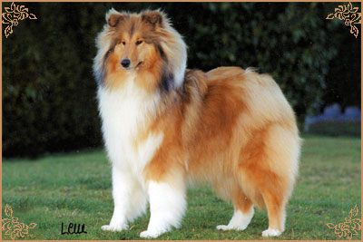 Brooklynson Golden Fashion Brooklynson Golden Fashion, Crufts Winners