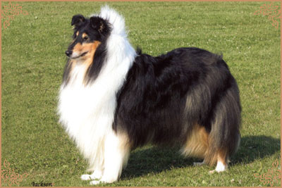 Brooklynson Liz Taylor Brooklynson Liz Taylor, Crufts Winners