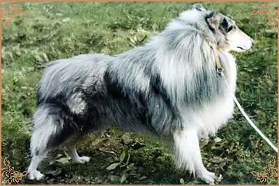 Carramar Blue Prince, Crufts Winners