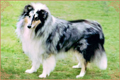 Carramar Blue Prince Carramar Blue Prince, Crufts Winners