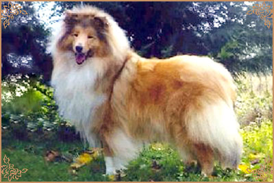 Carriswillow Legacy Carriswillow Legacy, Crufts Winners