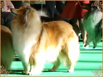 Carriswillow Legacy, Crufts Winners