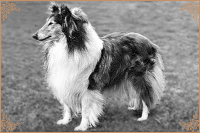 Cathanbrae Verily Verily Cathanbrae Verily Verily, Crufts Winners