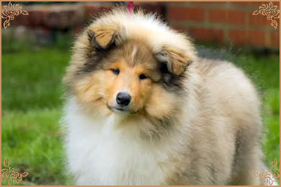 Chantique Magical Mystery, Crufts Winners