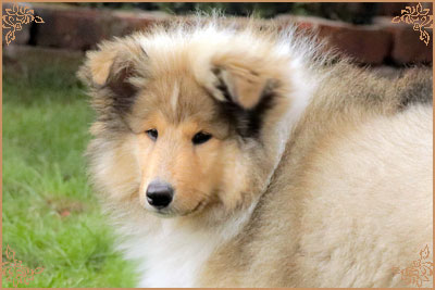 Chantique Magical Mystery, Crufts Winners