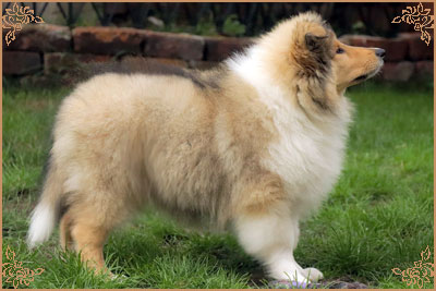 Chantique Magical Mystery, Crufts Winners