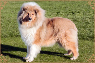 Chantique Magical Mystery, Crufts Winners