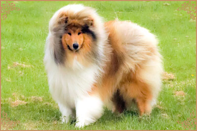 Chantique Magical Mystery, Crufts Winners