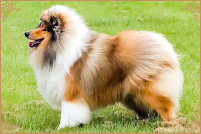 Chantique Magical Mystery, Crufts Winners