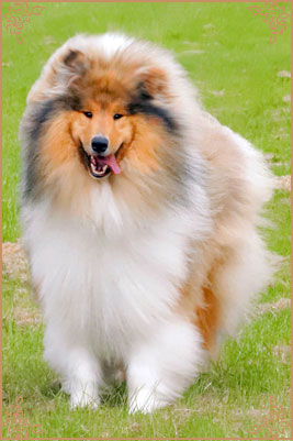 Chantique Magical Mystery, Crufts Winners
